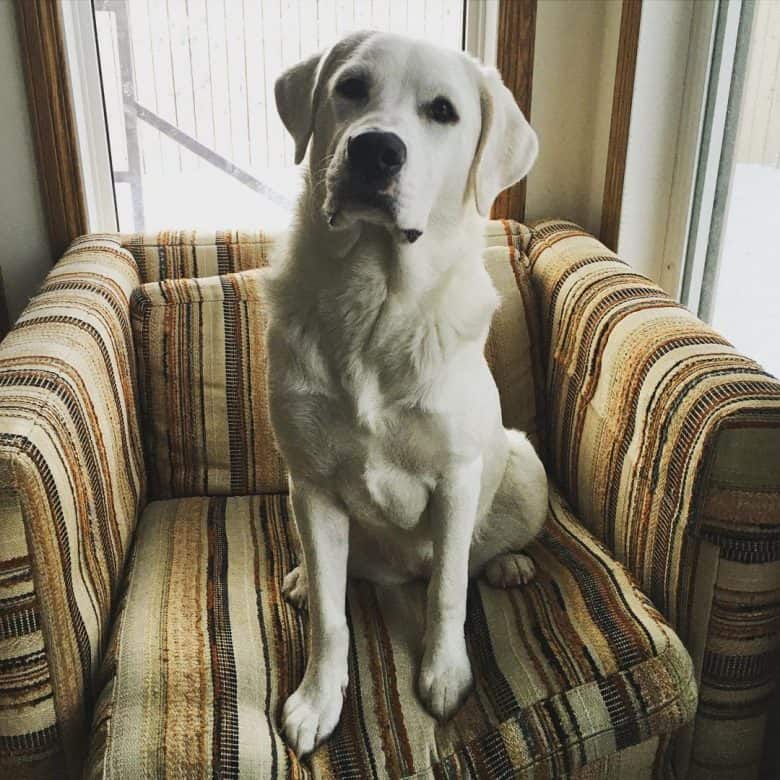 Great Pyrenees and Pit Bull mix dog sitting on the sofa chair
