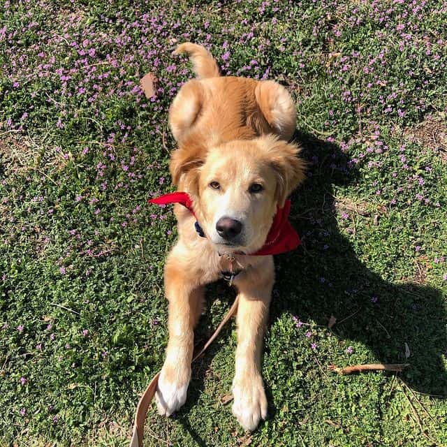 Great Pyrenees and Rottweiler mix