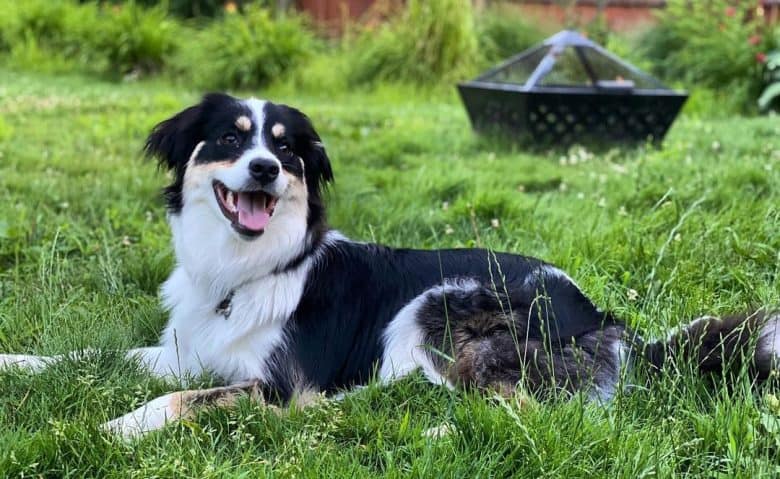 Aussie Pyrenees mix dog lying on the grass