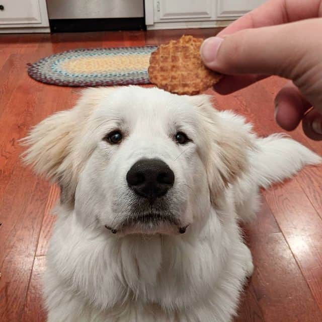 Behaved Great Pyrenees dog eagerly waiting for its treat