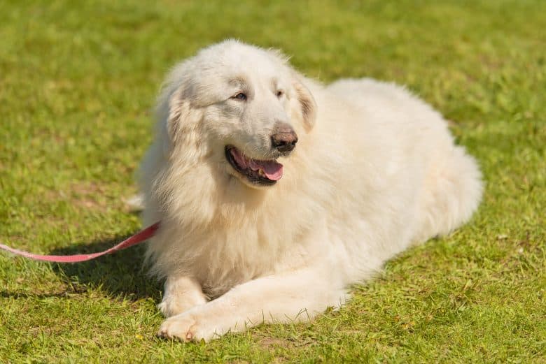 Great Pyrenees dog relaxing on the lawn