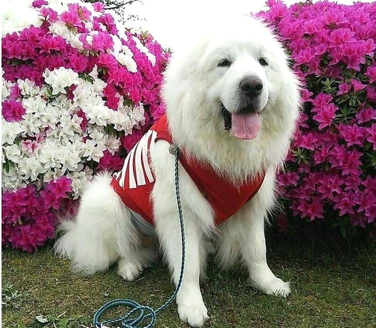 a Great Pyrenees Lab sitting in the middle of a flower garden