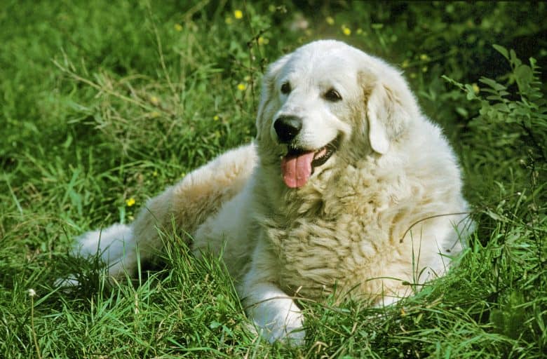 A white Great Pyrenees laying on the grass field