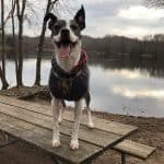 40 of the best Pitbull Mixes we adore - K9 Web
