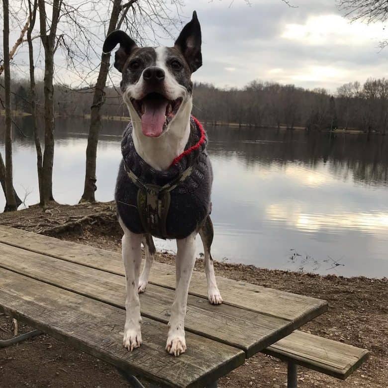 Greyhound and Pit Bull mix posing on the lake