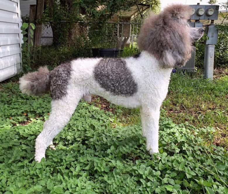 A groomed Parti Poodle standing on grass