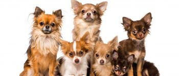 Group of Chihuahua dogs