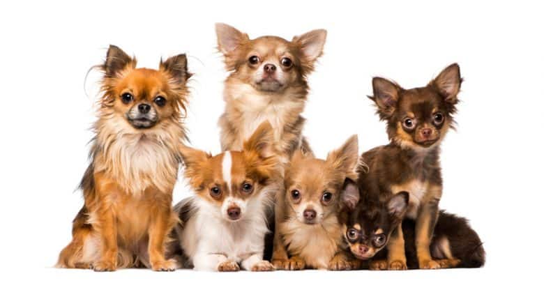 Group of Chihuahua dogs portrait