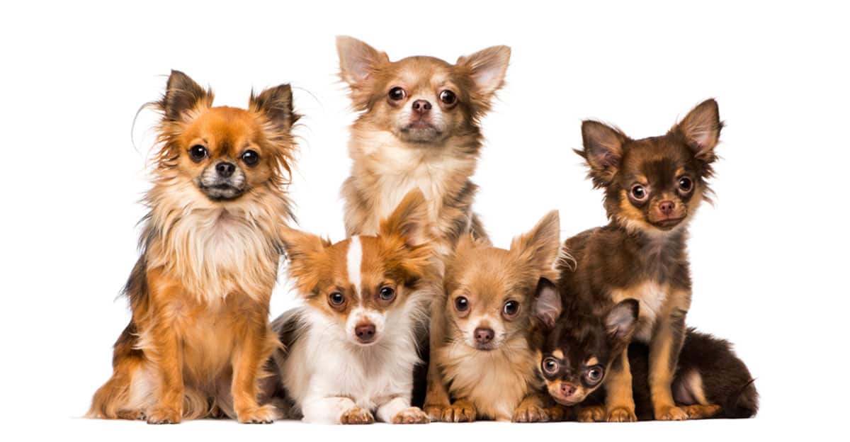 Chihuahua Growth and Weight Chart (Male & Female) K9 Web