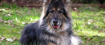 a GSD long hair laying and smiling on grass