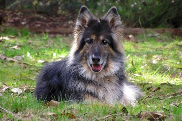 a GSD long hair laying and smiling on grass