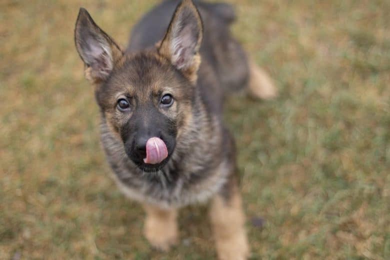 An adorable German Shepherd Sable puppy licking his face
