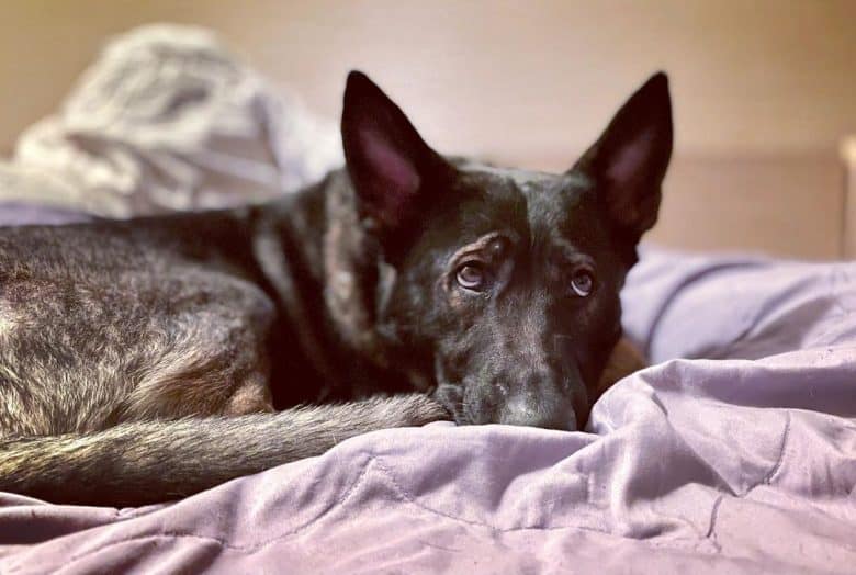 A GSD Sable laying down in bed giving the puppy eyes