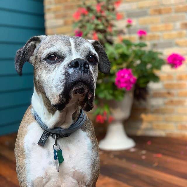 Handsome Boxer dog with his collar