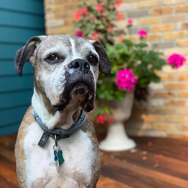 Handsome Boxer dog with his collar