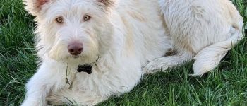 Handsome Husky Poodle mix relaxing on the grass