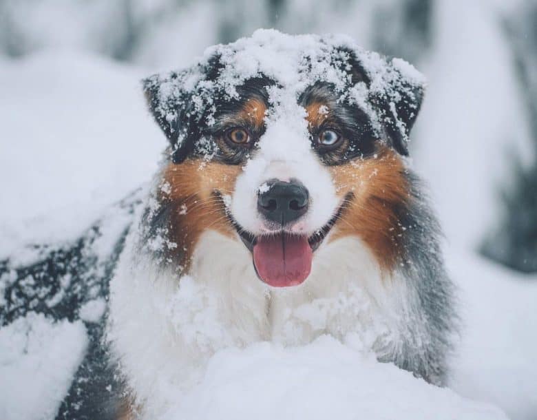 Happy Aussie Shepherd in the snow