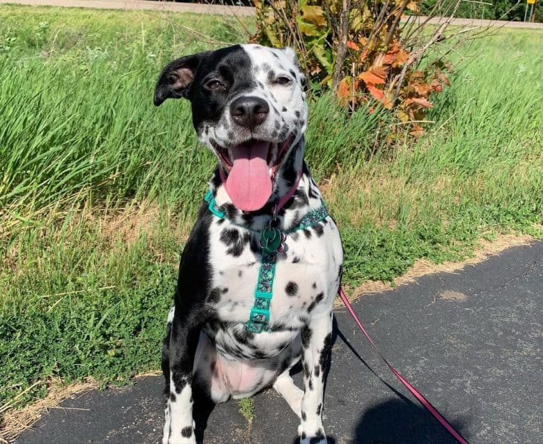 Happy Beagle Dalmatian mix dog portrait