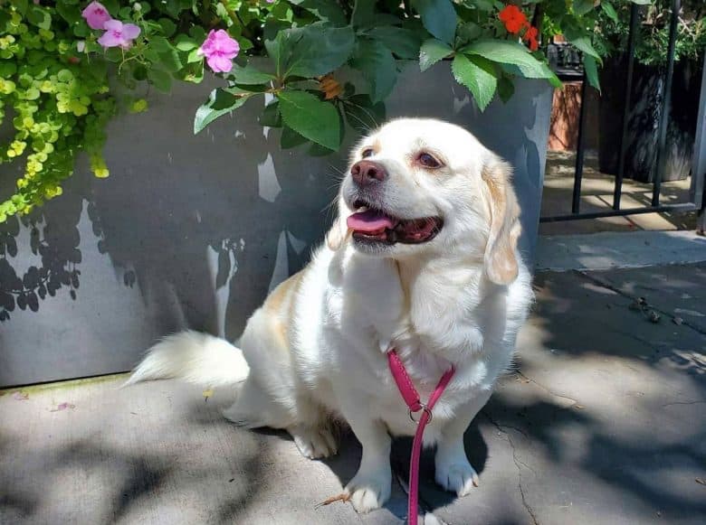 Happy Beagle Pekingese mix dog portrait