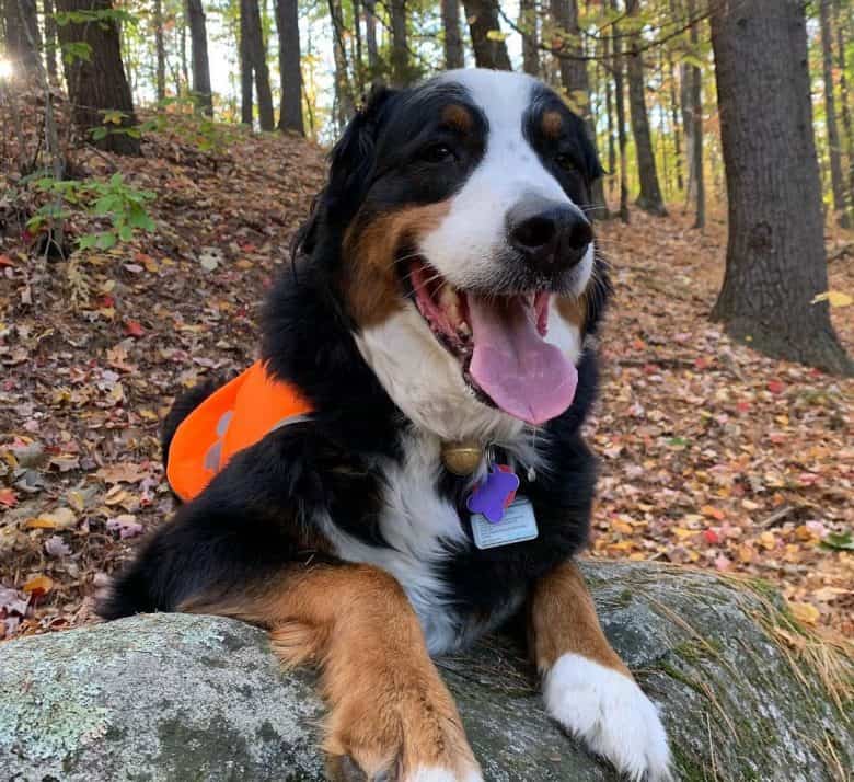 Happy Berner Aussie mix dog portrait