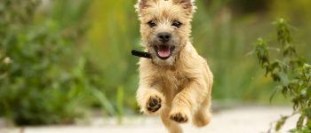 Happy Cairn Terrier puppy running