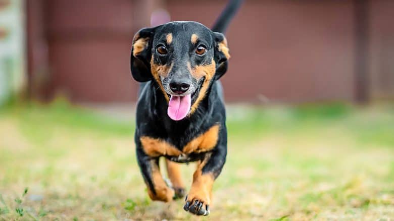 Happy Dachshund dog running on the backyard