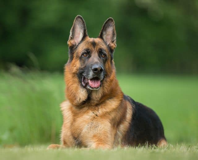 Happy German Shepherd lying on the grass