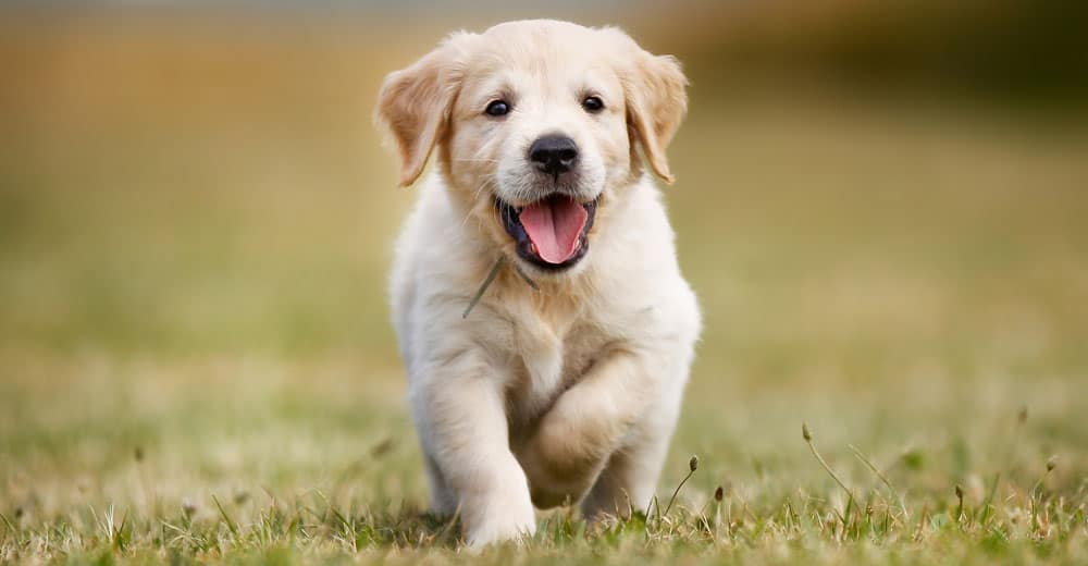 Happy purebred Golden Retriever puppy