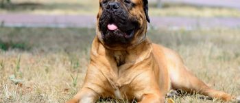 A portrait of a happy large Bullmastiff laying