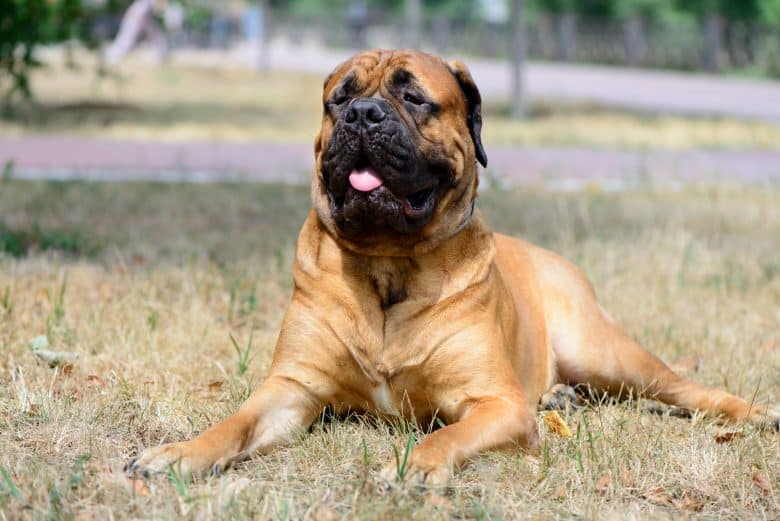 a portrait of a happy large Bullmastiff laying