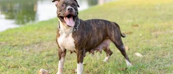 Happy Pitbull dog playing coconut on the grass
