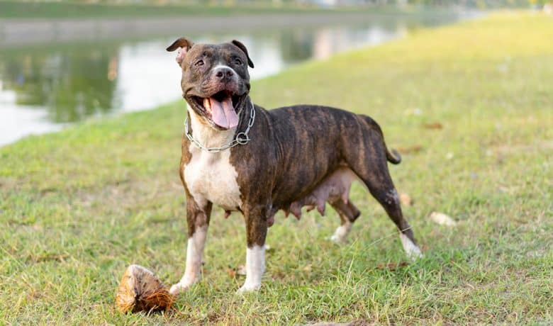 Happy Pitbull dog playing coconut on the grass