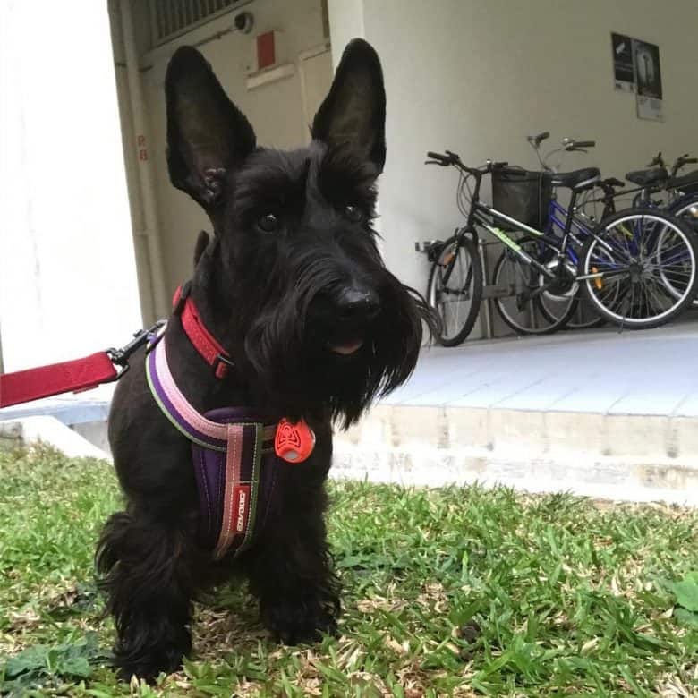 A happy Scottish Terrier resting from a walk