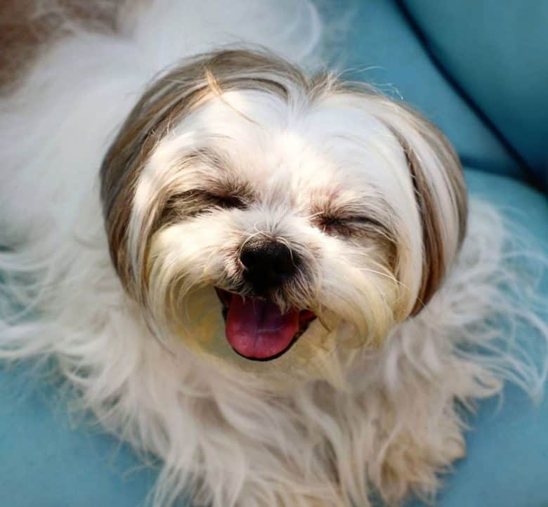 Happy Shih Tzu dog portrait