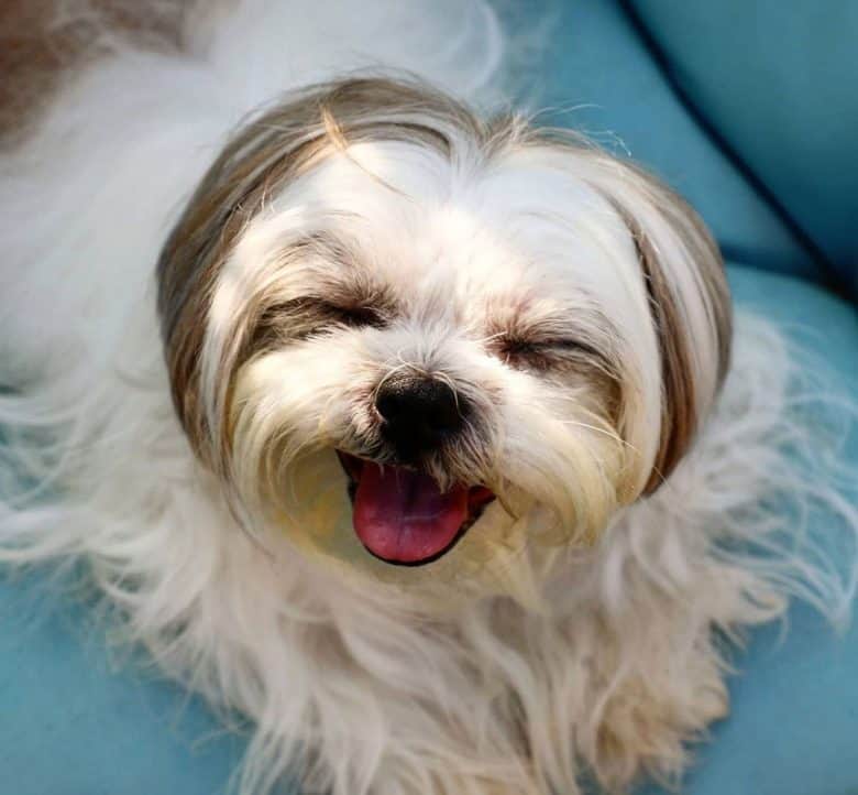 Grooming Styles for Shih Tzu