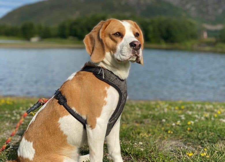 Hare pied Beagle dog sitting near the lake