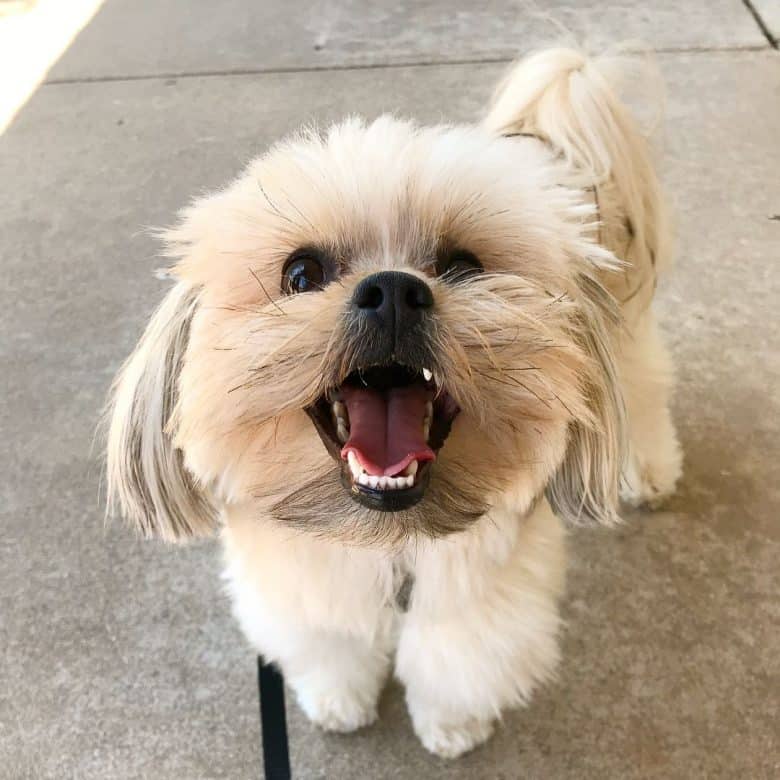 Havanese and Schnauzer mix dog
