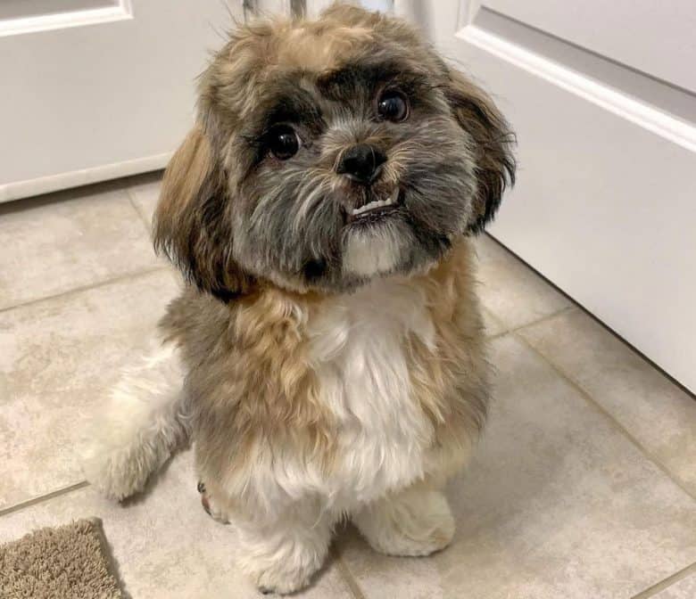 Havanese and Shih Tzu mix dog waiting for food