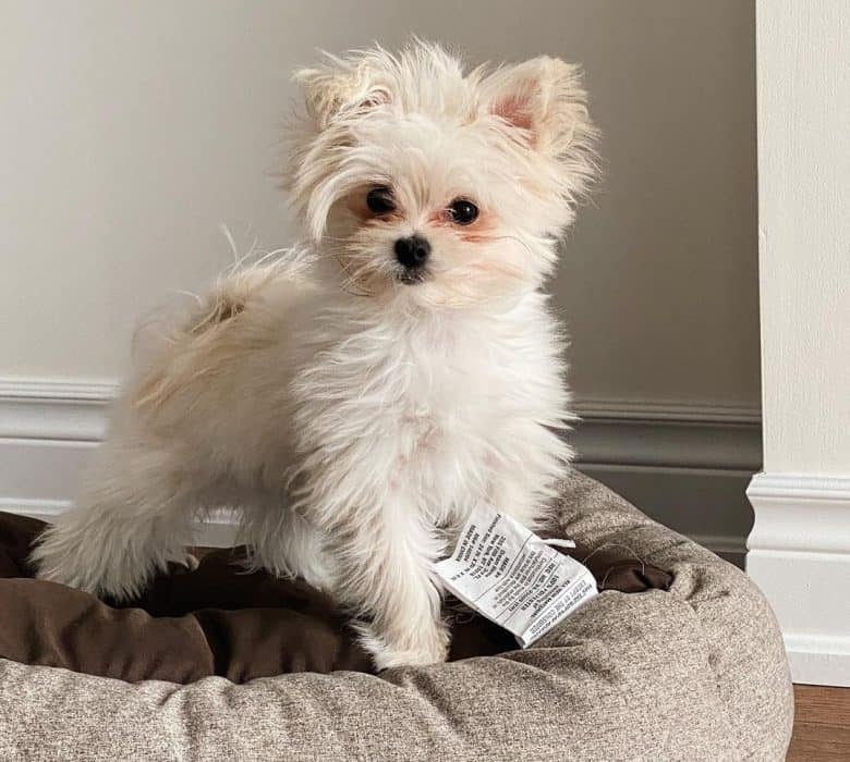 A healthy white Maltipom on doggy bed