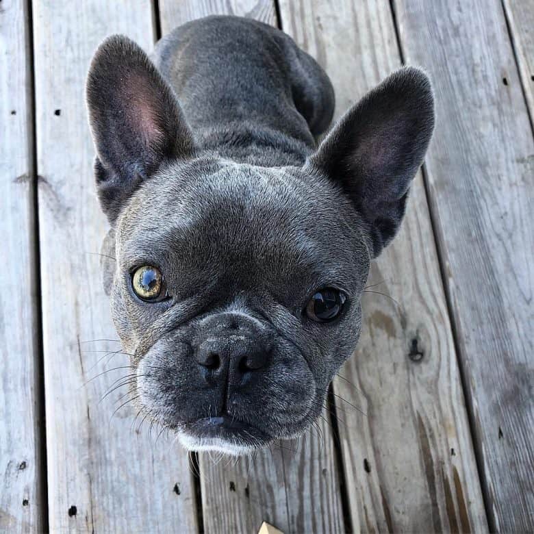  Un portrait de Bouledogue atteint d'hétérochromie 