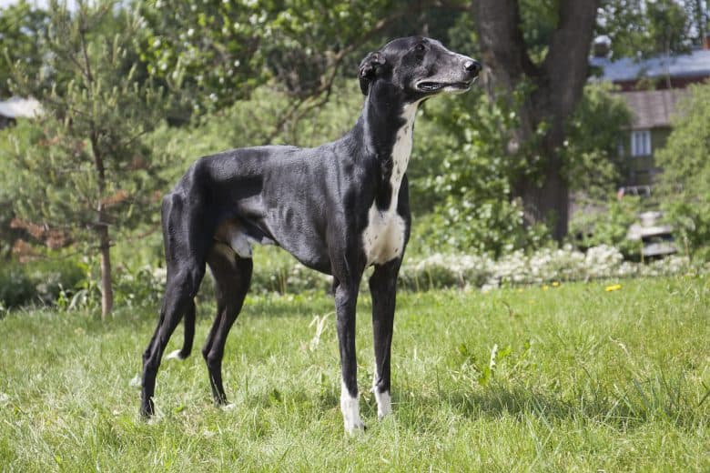 A Hort Greyhound standing on grass