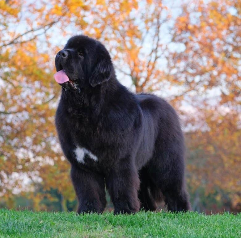 A huge Newfoundland standing tall and smiling