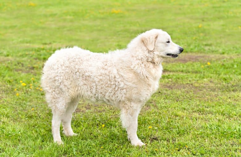 A Hungarian Kuvasz side portrait