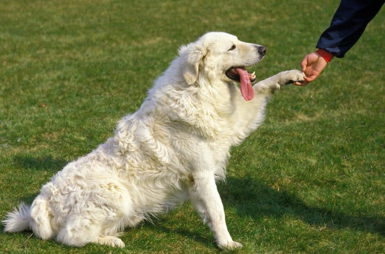A Hungarian Kuvasz shaking hands