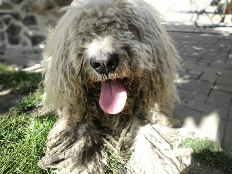 A Hungarian Sheepdog laying and smiling without eyes showing