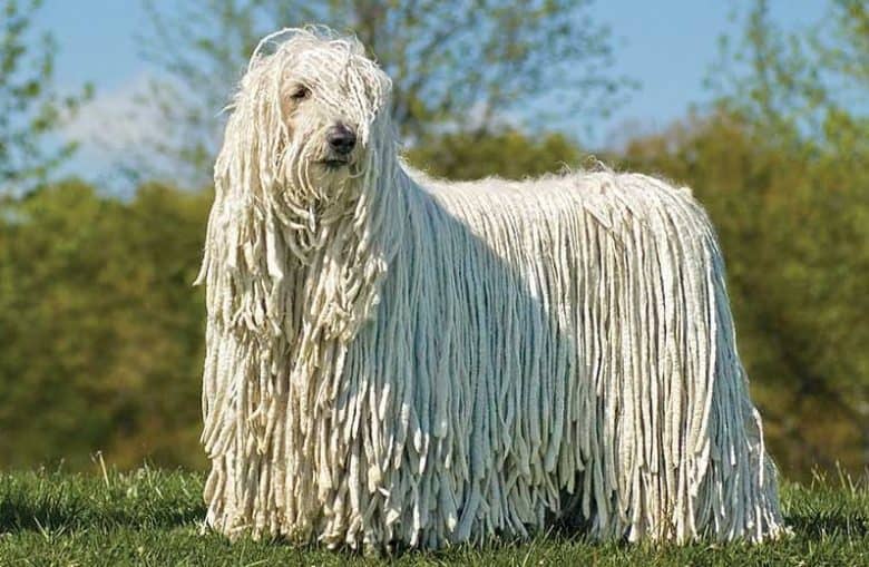 Hungarian Sheepdog portrait on grass
