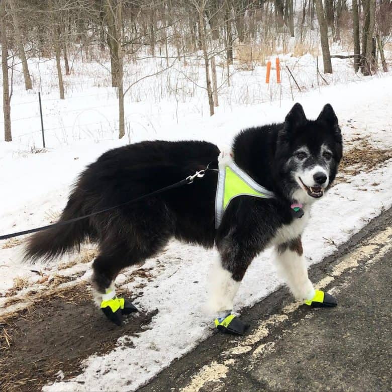 A marvelous Husky Collie mix walking with hiking shoes