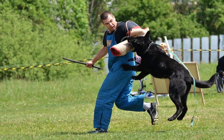 Intensive Schutzhund dog training
