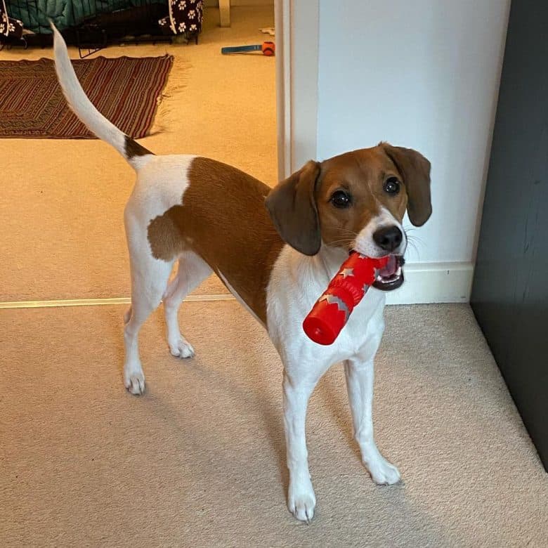 Italian Greagle biting a Christmas cracker