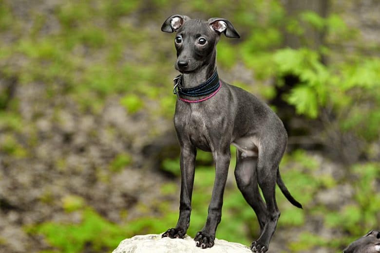 Italian Greyhound in the grass